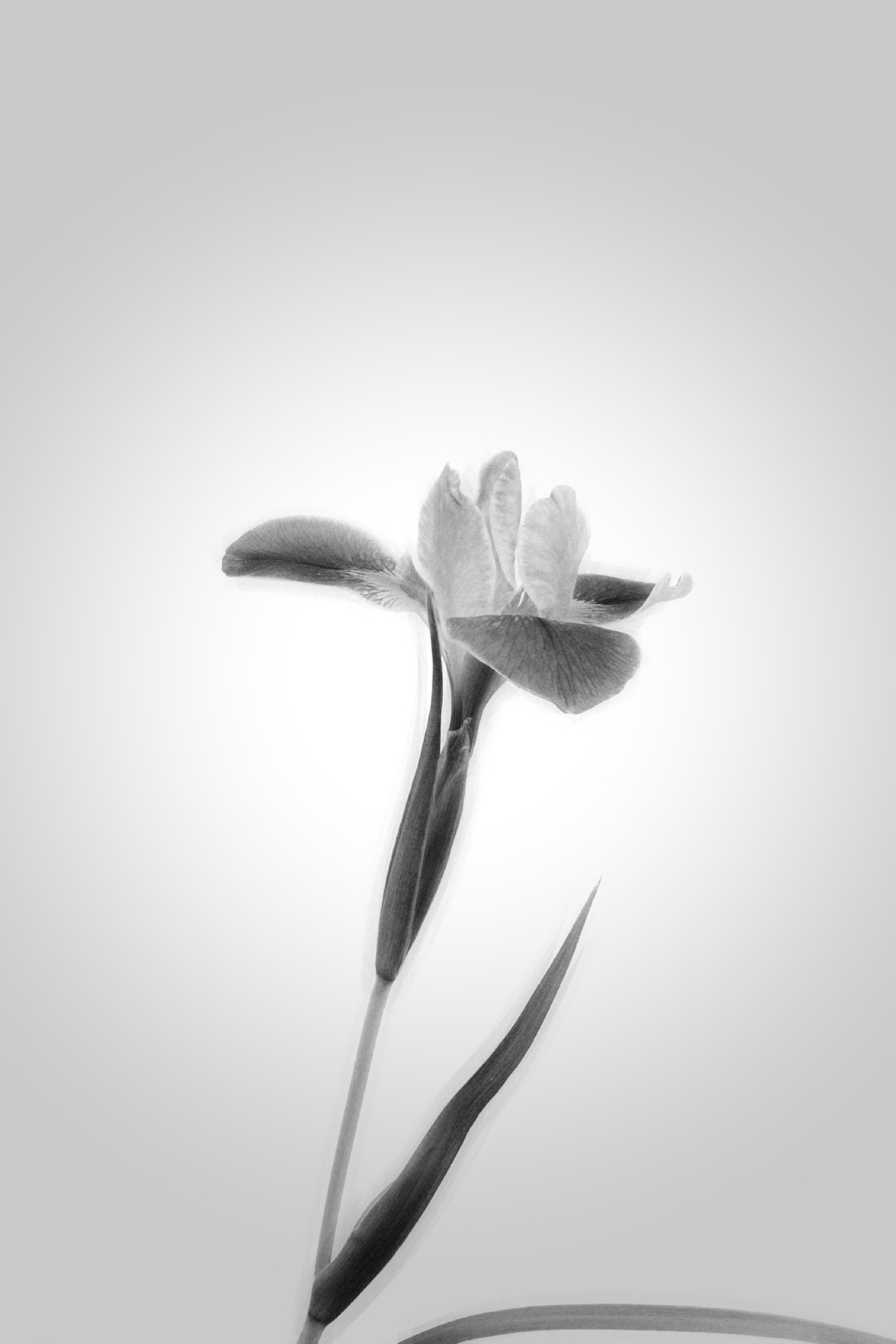 MONO 100 sample